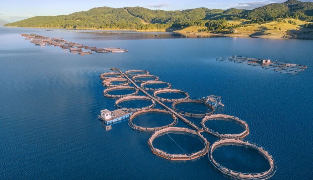 Vista aérea sobre una gran piscifactoría con muchos recintos de peces.