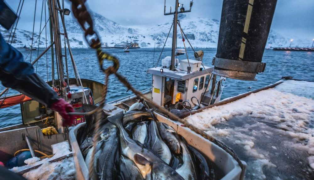 Los peces en los barcos mueren por asfixia.