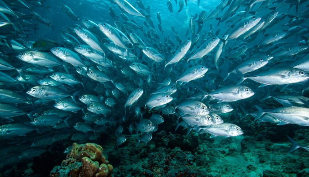 Los peces son seres muy inteligentes que incluso perciben su entorno mejor que nosotros