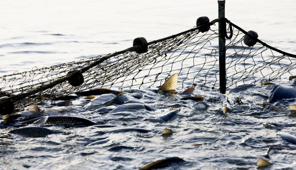 No hay forma de medir el dolor de los peces.