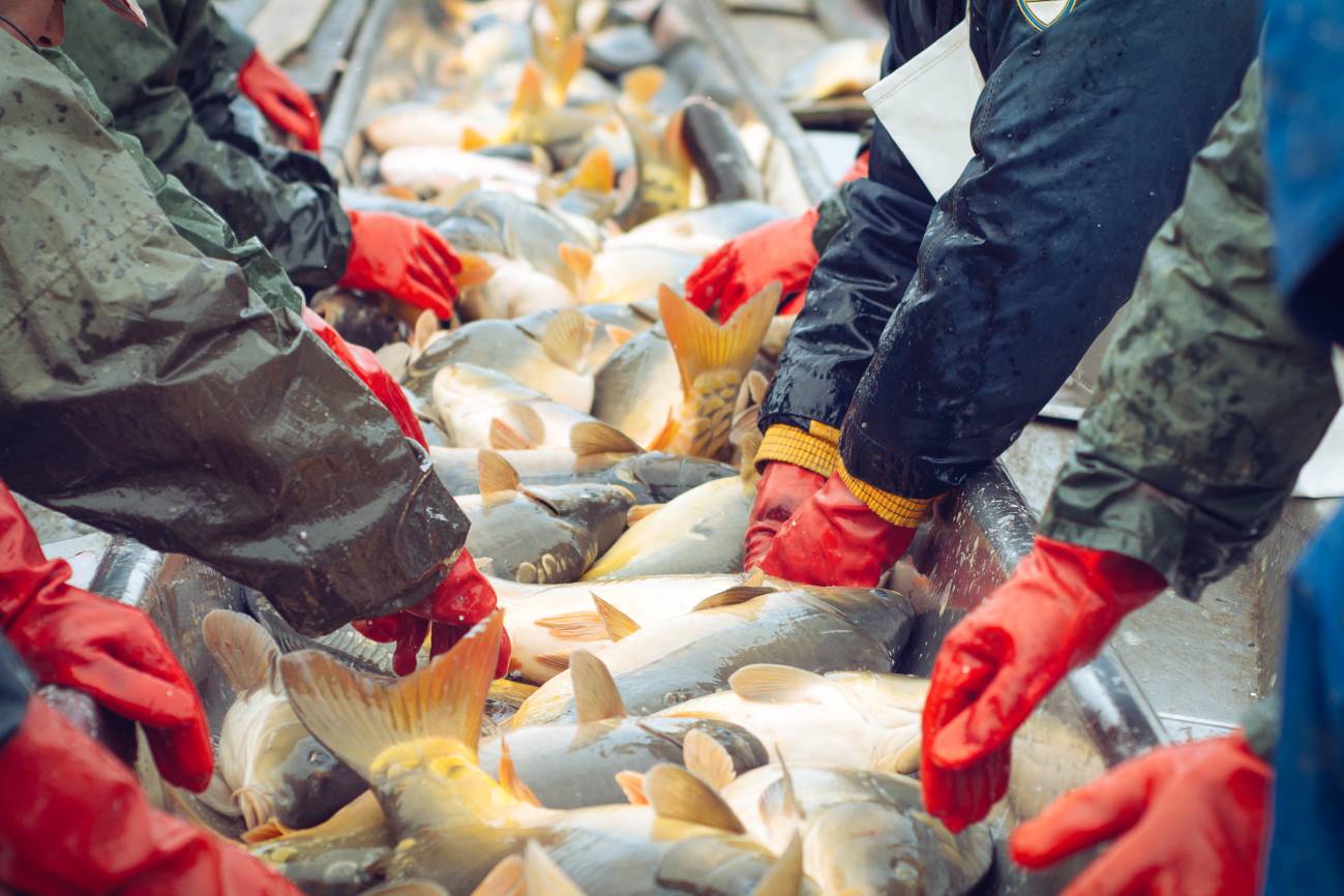 La demanda de pescados y mariscos crece, pero apenas hay conocimiento científico concluyente sobre el bienestar de estos animales. En la imagen, capturas y clasificación manual del pescado. Foto: IStock.