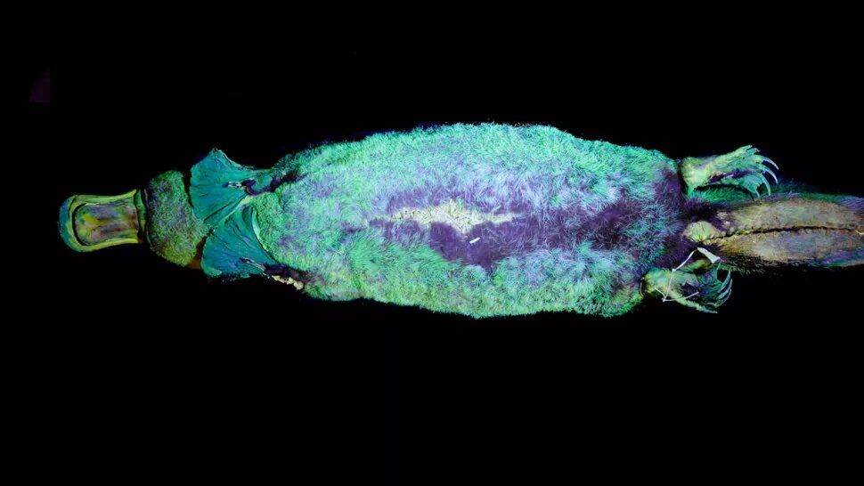 Una serie de fotografías reveló que el ornitorrinco brilla en la oscuridad. Foto: LiveScience.