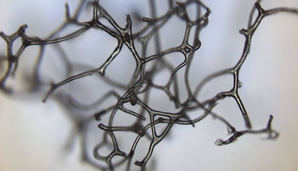Estructura de esponja de baño actual (Spongia officinalis) con su malla tridimensional.