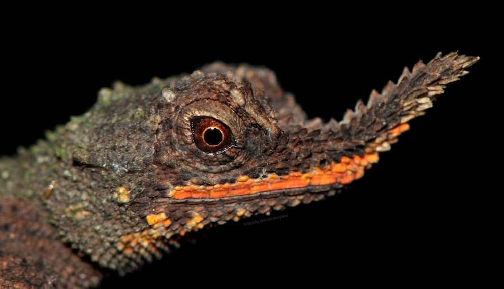Los lagartos cornudos de nariz rugosa (Ceratophora aspera) viven exclusivamente en los bosques tropicales de Sri Lanka y pueden proporcionar importantes pistas para la restauración de su hábitat. / Shanelle Wikramanayake
