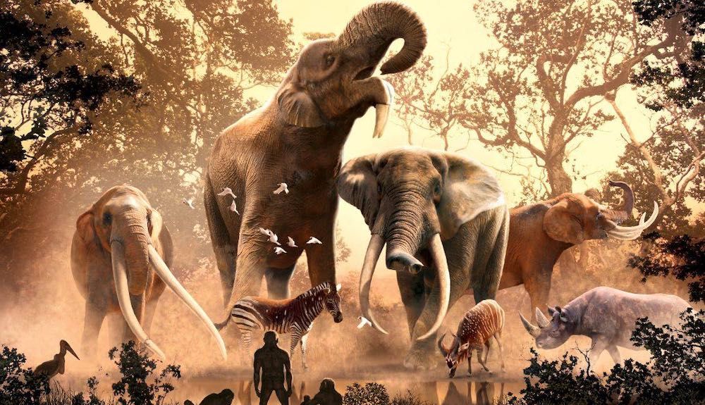Hace unos cuatro millones de años, un Australopithecus anamensis observa la riqueza de proboscídeos en lo que hoy es Turkana, Kenia. De izquierda a derecha, Anancus ultimus, Deinotherium bozasi, Loxodonta adaurora y Loxodonta exoptata. / Ilustración de Ju