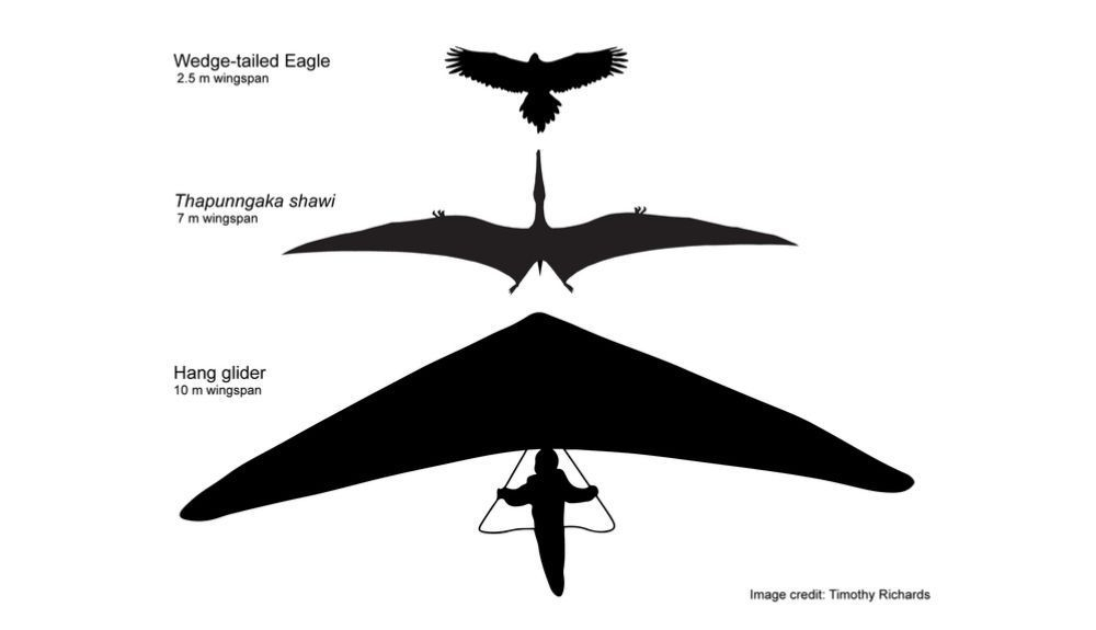 Esquema hipotético de Thapunngaka shawi con 7 m de envergadura, junto a un águila de cola de cuña y un ala delta. Esquema hipotético de Thapunngaka shawi con 7 m de envergadura, junto a un águila de cola de cuña y un ala delta.