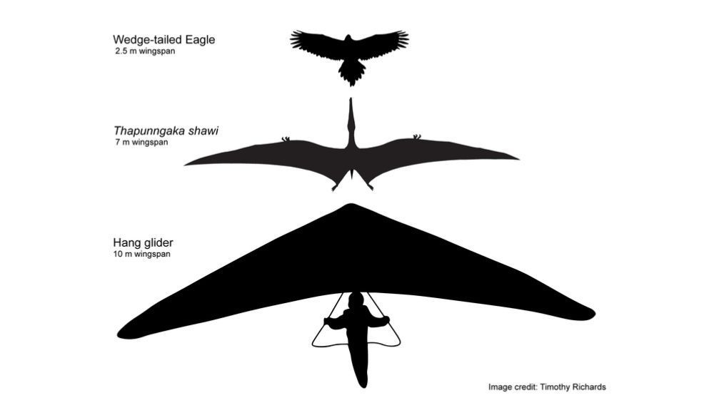 Esquema hipotético de Thapunngaka shawi con 7 m de envergadura, junto a un águila de cola de cuña y un ala delta.