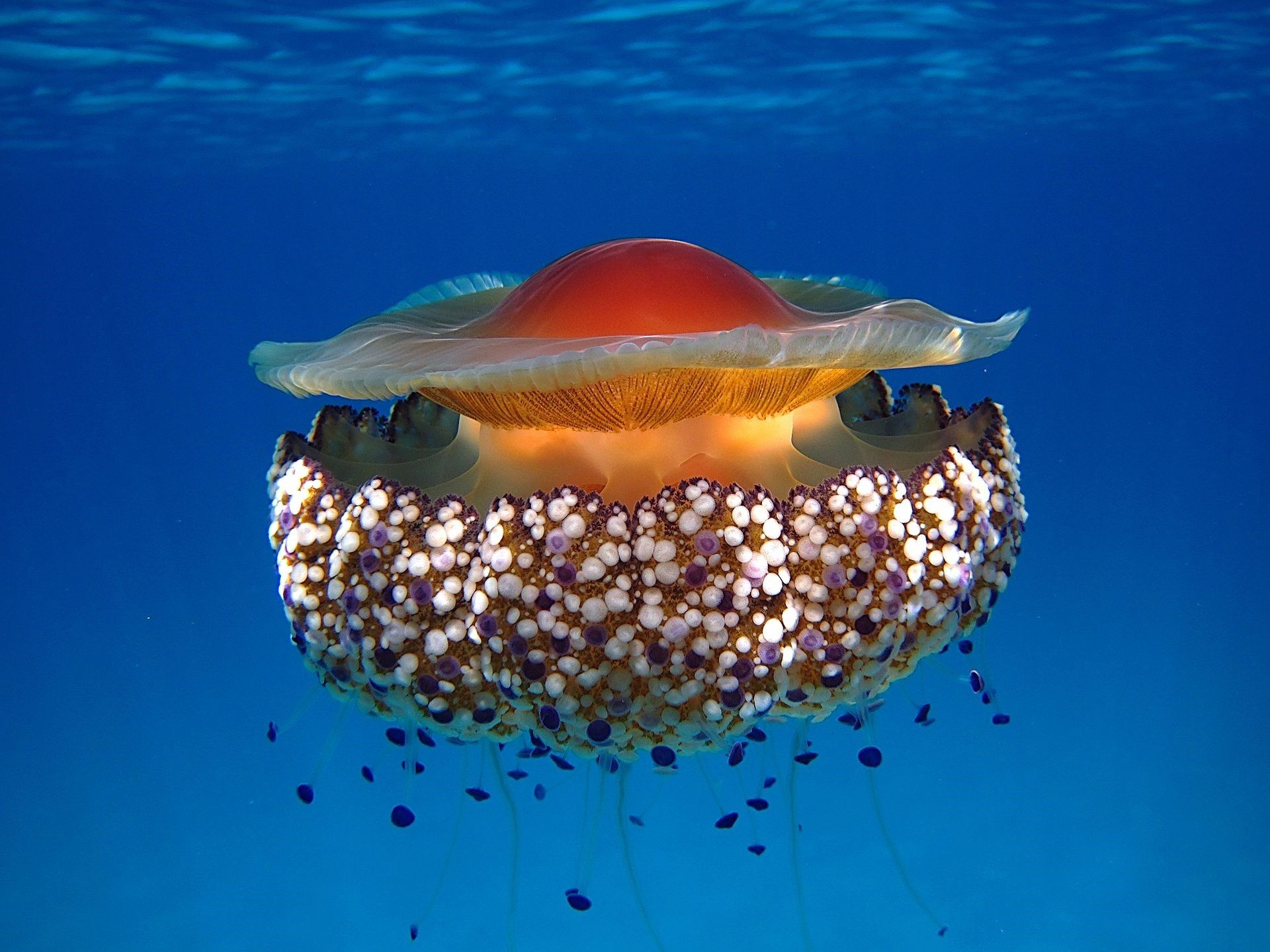El estudio recoge que la medusa simbionte sobrevivirá al cambio climático previsto para 2100.
