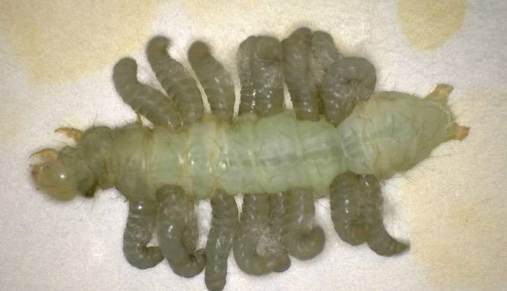 Larvas de parasitos emergiendo de una oruga de lepidóptero tras completar su ciclo de vida en el interior de la oruga Larvas de parasitos emergiendo de una oruga de lepidóptero tras completar su ciclo de vida en el interior de la oruga