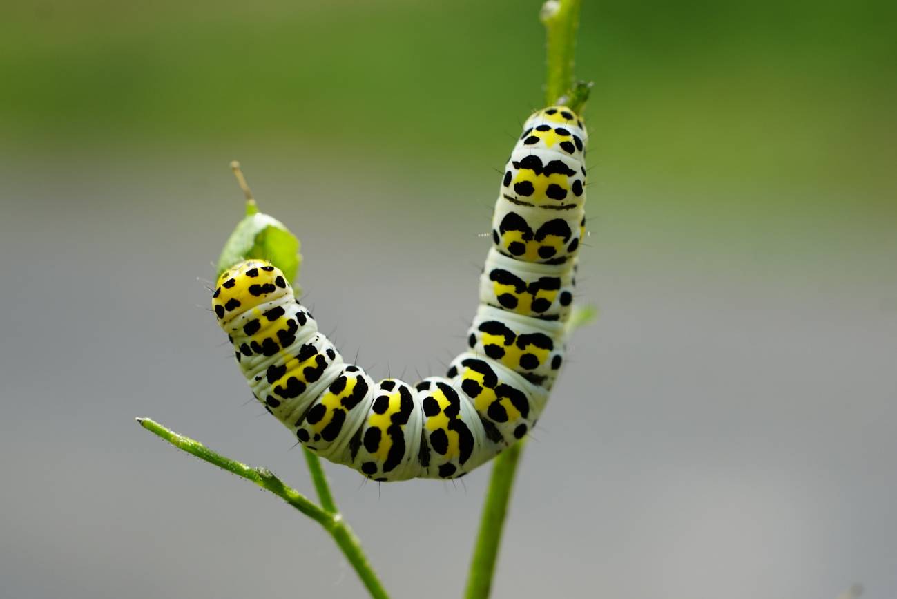 Oruga de polilla. Estos genes se han transferido en múltiples ocasiones al genoma de algunas especies de lepidópteros (polillas y mariposas).