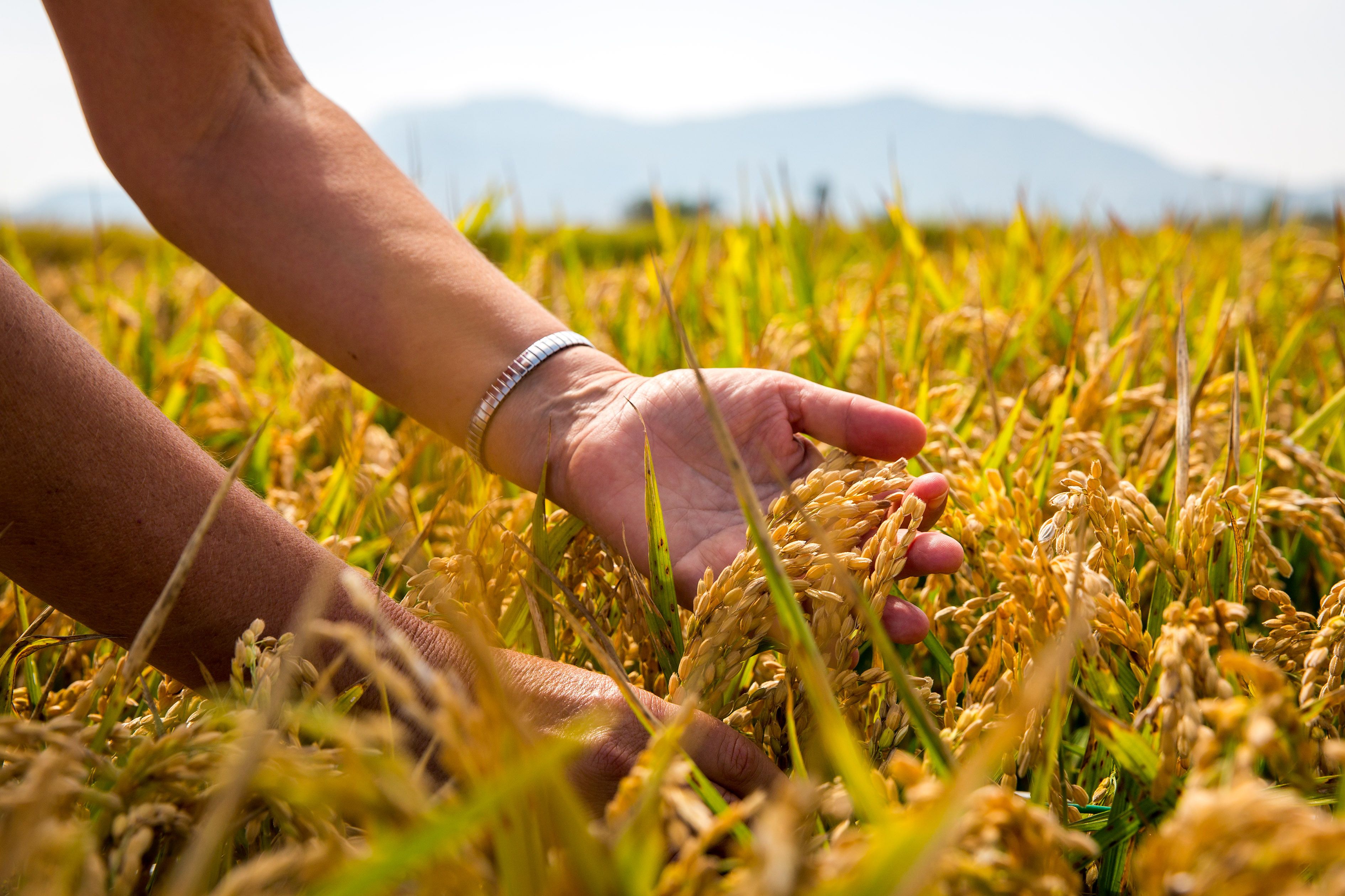 Campo de arroz en el Delta del Ebro. Foto: IRTA.