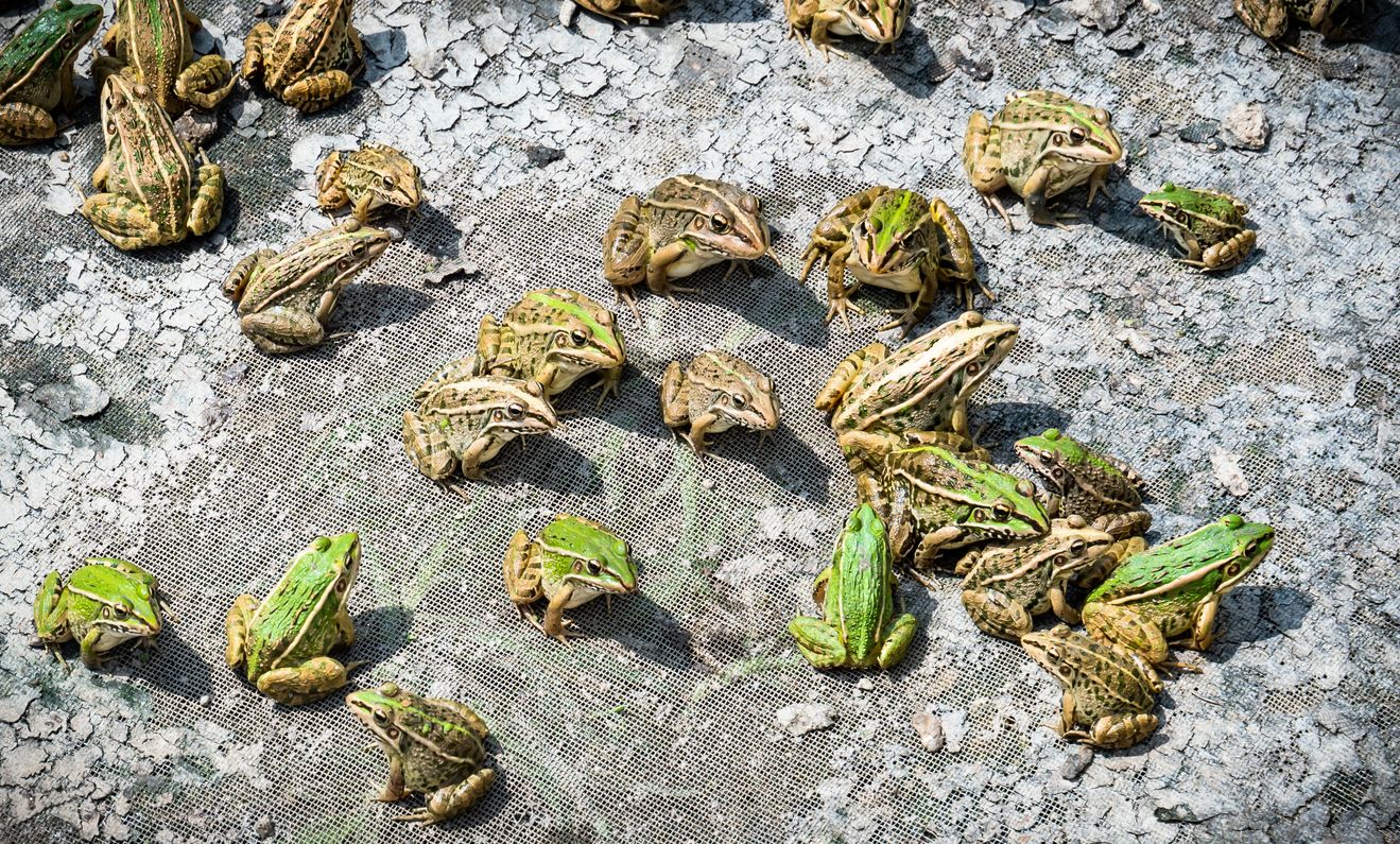La lluvia de ranas es un fenómeno meteorológico muy extraño y curioso. Foto: IStock.