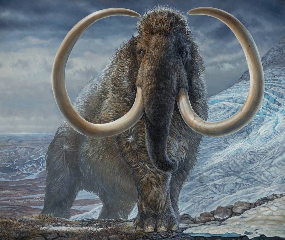mamut 02 mamut 02