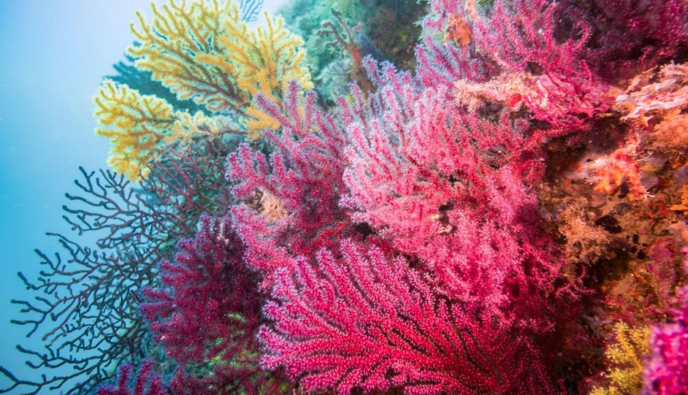 El tratamiento de corales con una mezcla de bacterias beneficiosas evitó la muerte en una ola de calor simulada en un acuario El tratamiento de corales con una mezcla de bacterias beneficiosas evitó la muerte en una ola de calor simulada en un acuario