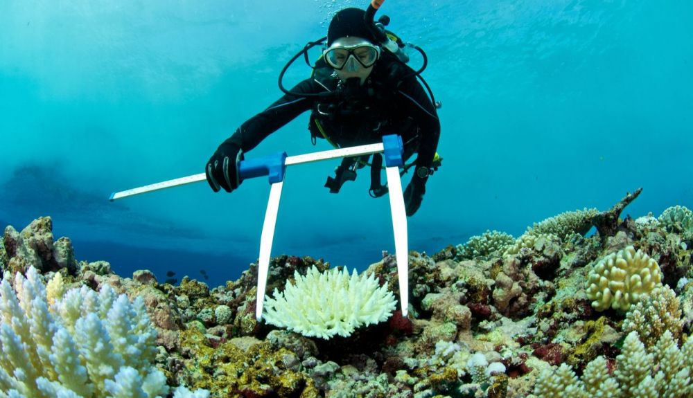 Cócteles probióticos podría mitigar el blanqueamiento de coral. Cócteles probióticos podría mitigar el blanqueamiento de coral.