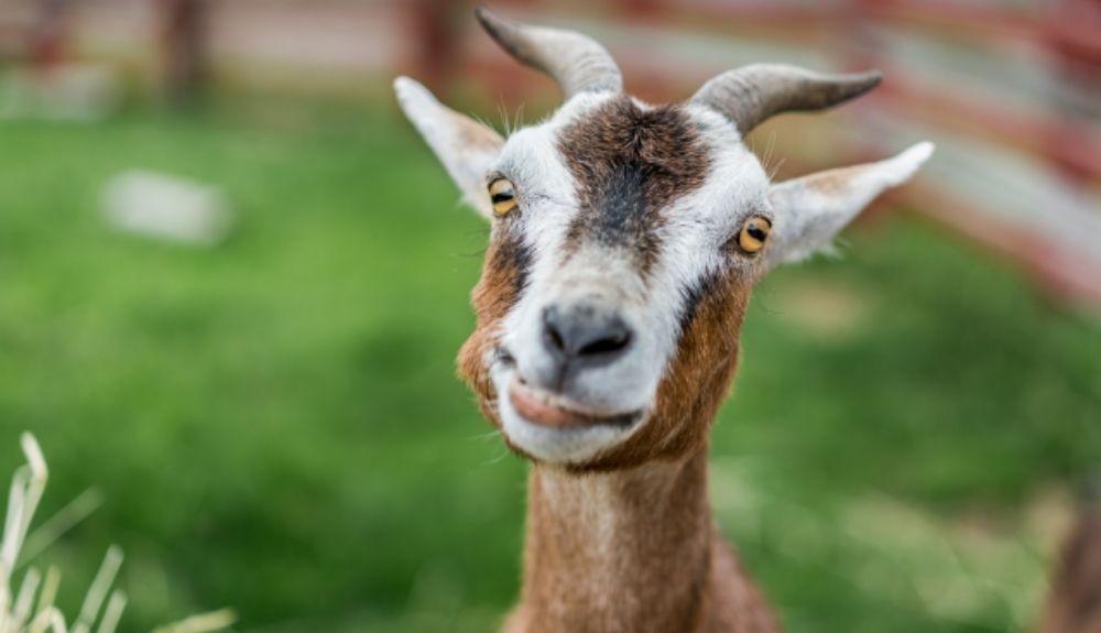 Las cabras tiene las pupilas rectangulares para poder defenderse de sus enemigos. Foto: IStock.