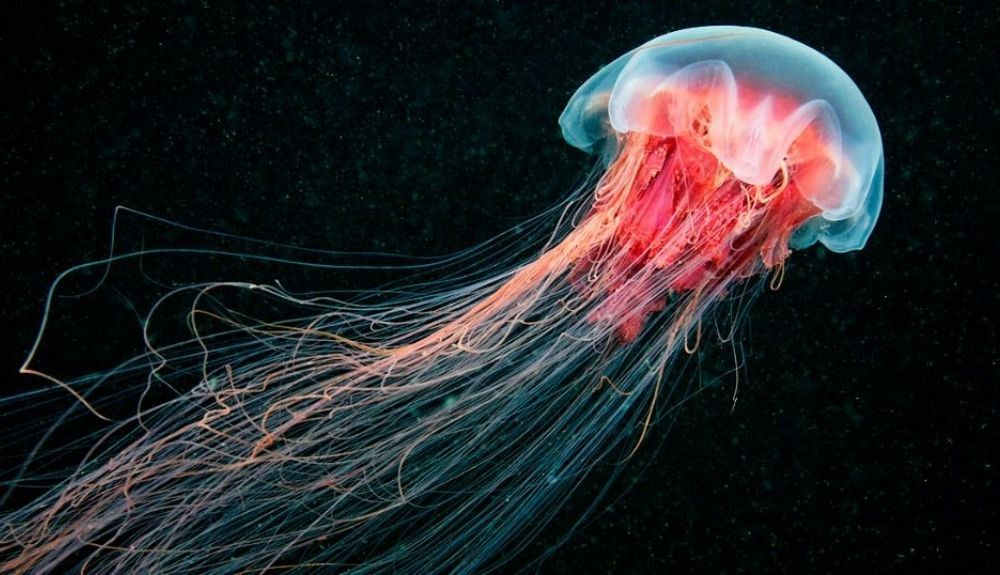 La Medusa Melena de León puede ser más grande que la Ballena Azul. La Medusa Melena de León puede ser más grande que la Ballena Azul.