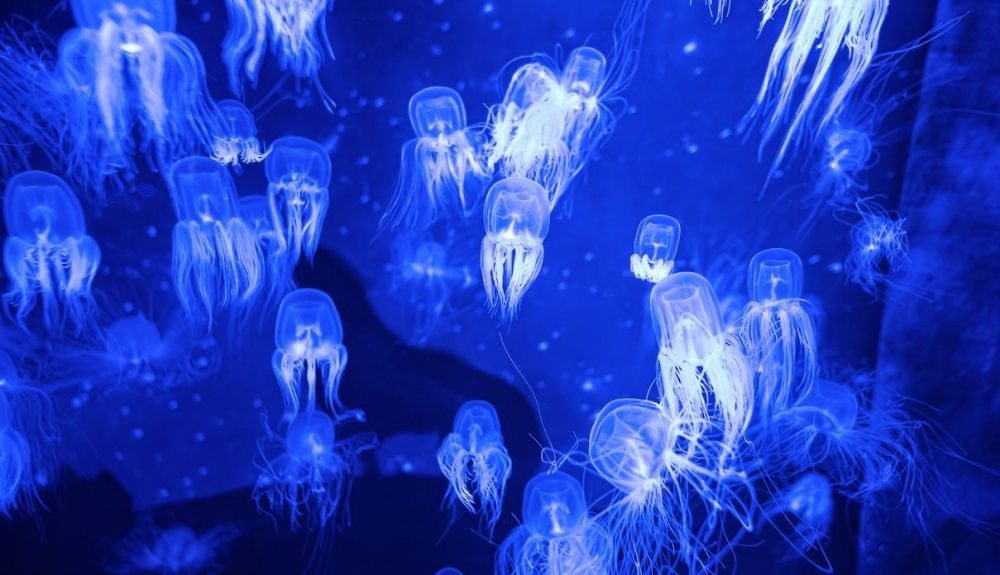 Medusas cofres en un acuario. Medusas cofres en un acuario.