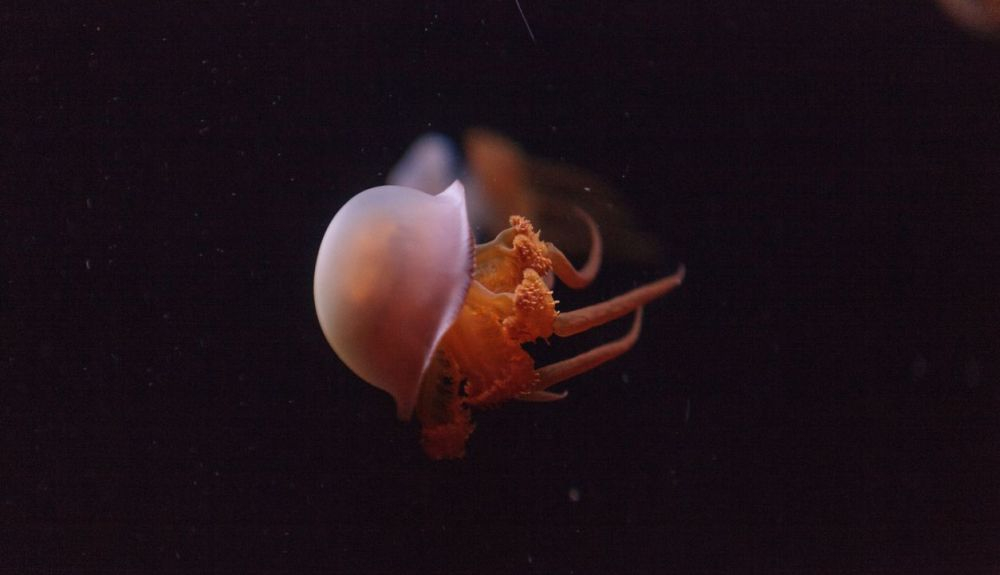 La Rhopilema esculentum es una de las medusas que comen en China La Rhopilema esculentum es una de las medusas que comen en China