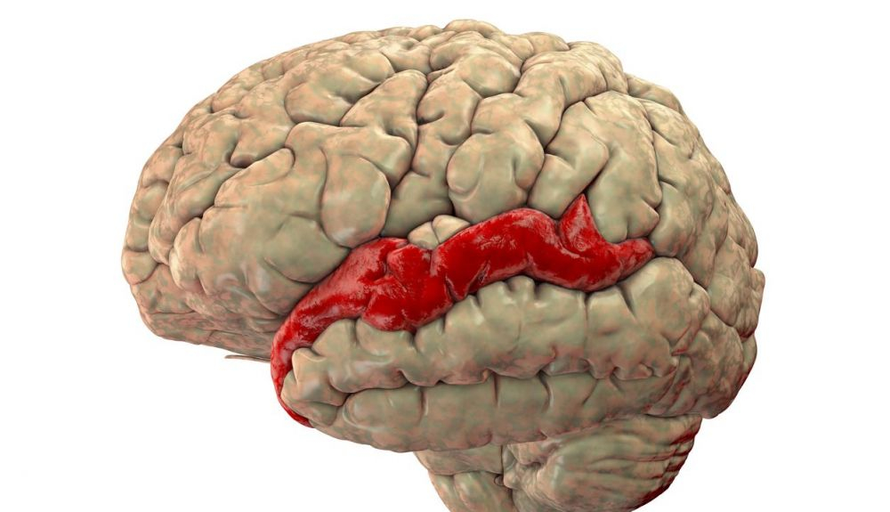 Cerebro humano con circunvolución temporal superior resaltada, que contiene la corteza auditiva, responsable de la sensación del sonido y el procesamiento del habla. Cerebro humano con circunvolución temporal superior resaltada, que contiene la corteza auditiva, responsable de la sensación del sonido y el procesamiento del habla.