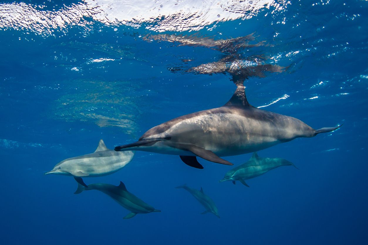 los delfines tienen un concepto de pertenencia a un equipo, que anteriormente solo se veía en humanos, y pueden ayudar a revelar cómo mantienen sociedades tan intrincadas y unidas. Foto: IStock.
