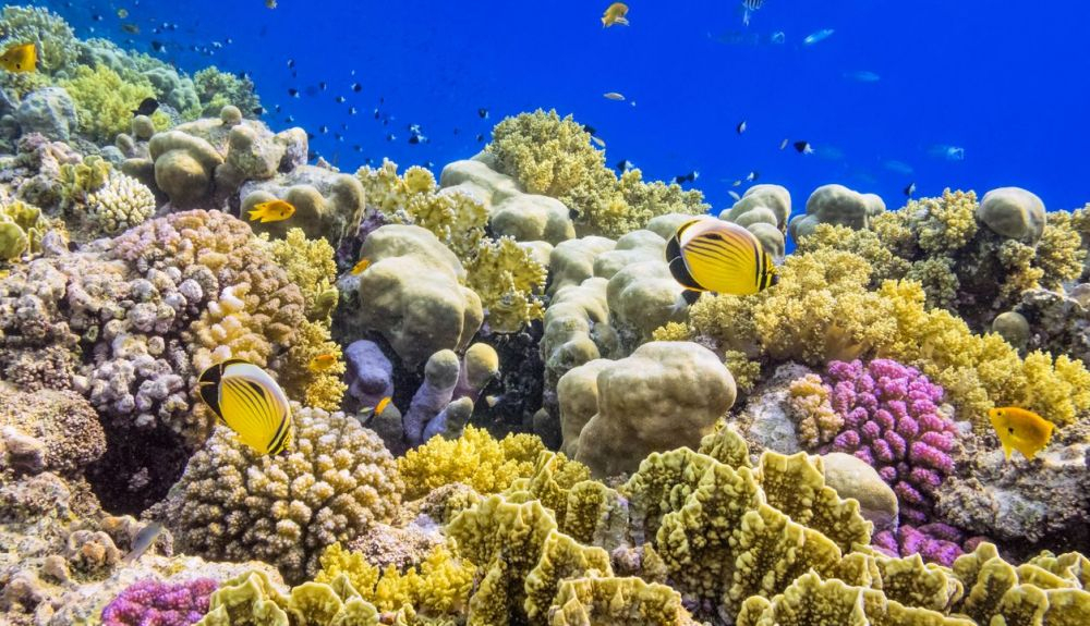 Debido al calentamiento global, muchos arrecifes de coral perderán su color. Debido al calentamiento global, muchos arrecifes de coral perderán su color.