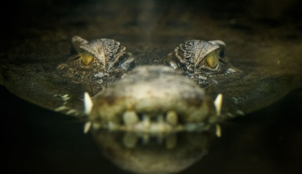 Los cocodrilos producen continuamente lágrimas y son muy parecidas a las de los humanos. Los cocodrilos producen continuamente lágrimas y son muy parecidas a las de los humanos.