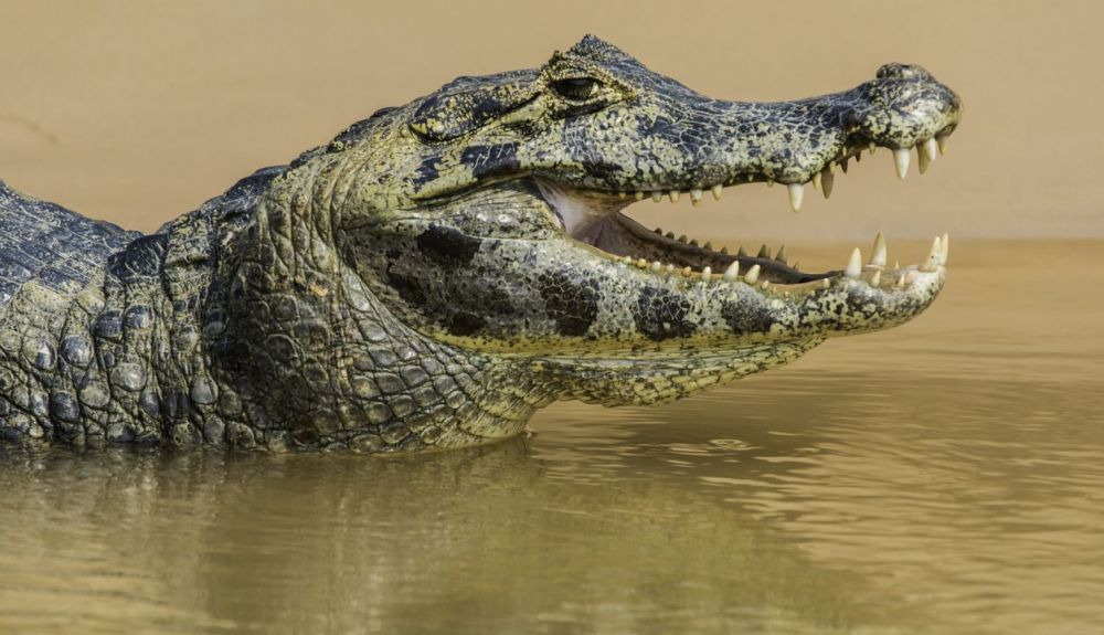 Las lágrimas que producen los cocodrilos no son muy diferentes a las de otros animales Las lágrimas que producen los cocodrilos no son muy diferentes a las de otros animales