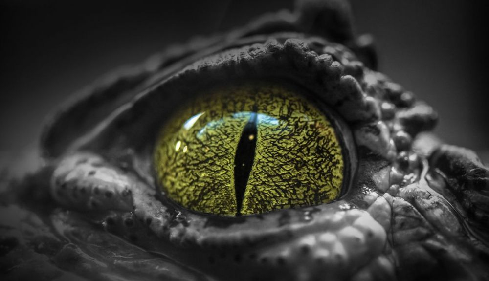Los ojos de los cocodrilos se amoldan a diferentes condiciones Los ojos de los cocodrilos se amoldan a diferentes condiciones