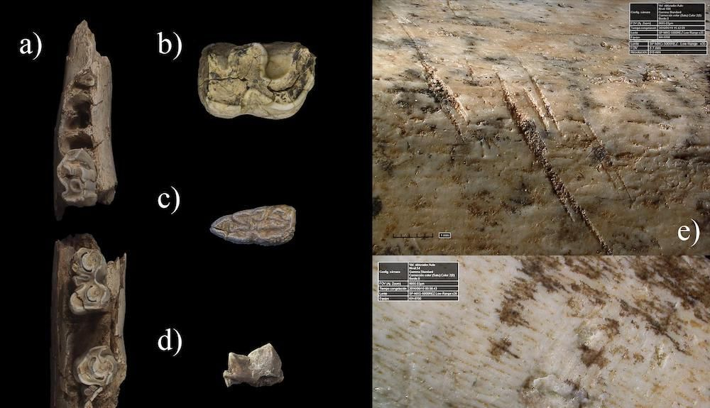 neandertales caza