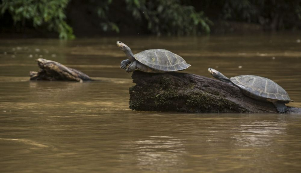 Los cursos fluviales de los ríos más importantes del mundo aportan recursos de todo tipo a la biodiversidad que vive en ellos Los cursos fluviales de los ríos más importantes del mundo aportan recursos de todo tipo a la biodiversidad que vive en ellos