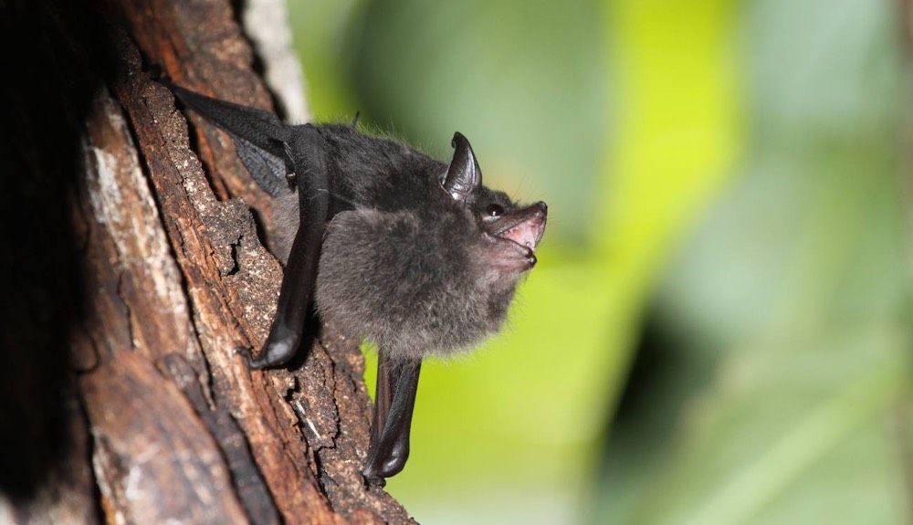 Cría de Saccopteryx bilineata balbuceando en el dormidero diurno. / Michael Stifter