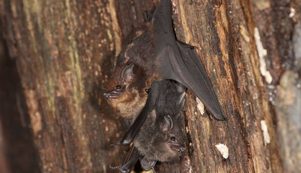 Saccopteryx bilineata  c MichaelStifter Saccopteryx bilineata  c MichaelStifter