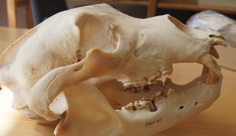 Los investigadores utilizaron colecciones históricas en museos de osos pardos suecos para observar los efectos de los antibióticos de origen humano. / Katerina Guschanski