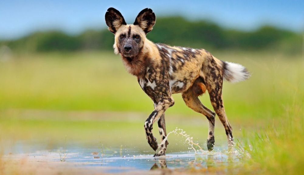 Perro salvaje, caminando en la hierba por el delta del Okavango, Botswana en Africa. Perro salvaje, caminando en la hierba por el delta del Okavango, Botswana en Africa.