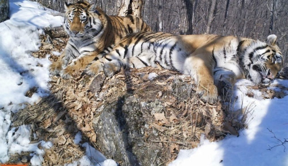 Las muestras recolectadas de tigres de Amur, incluidos Boris y Svetlaya, permitieron a los investigadores evaluar la exposición de las poblaciones al virus del moquillo canino. Las muestras recolectadas de tigres de Amur, incluidos Boris y Svetlaya, permitieron a los investigadores evaluar la exposición de las poblaciones al virus del moquillo canino.