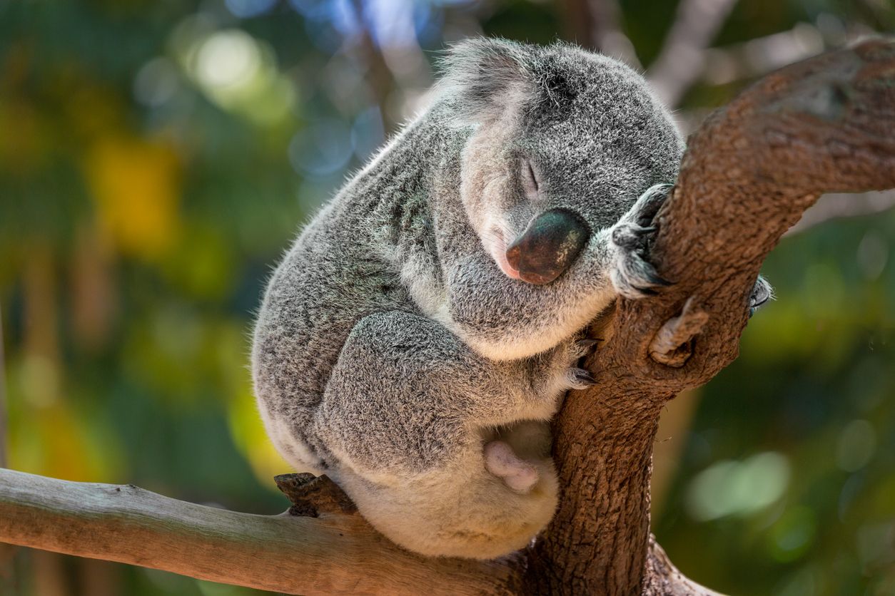 El koala es uno de los animales en peligro de extinción que podrían ser vacunados