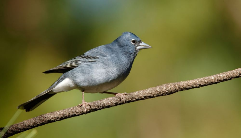 Fringilla teydea ave endémica azul de las Islas Canarias Fringilla teydea ave endémica azul de las Islas Canarias