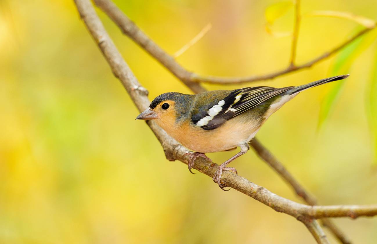 Se han descubierto hasta cinco especies distintas de pinzones. Ejemplar de macho de pinzón vulgar de Gran Canaria. Foto: Sinc.