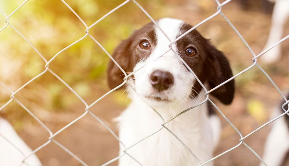 Aun existen tristes siutaciones de abandono animal.
