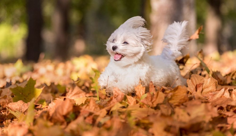El bichón maltés tiene un excelente carácter.