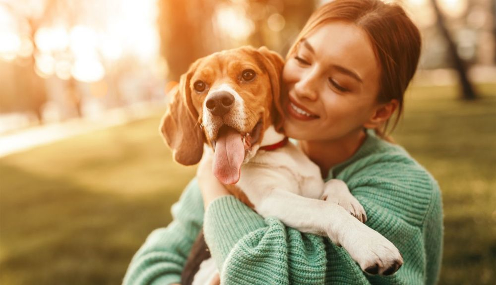 El beagle es uno de los perros más populares.