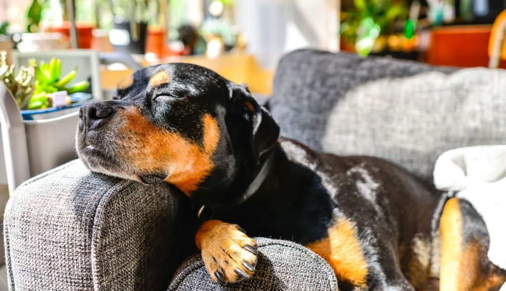 El Rottweiler es una raza muy robusta.