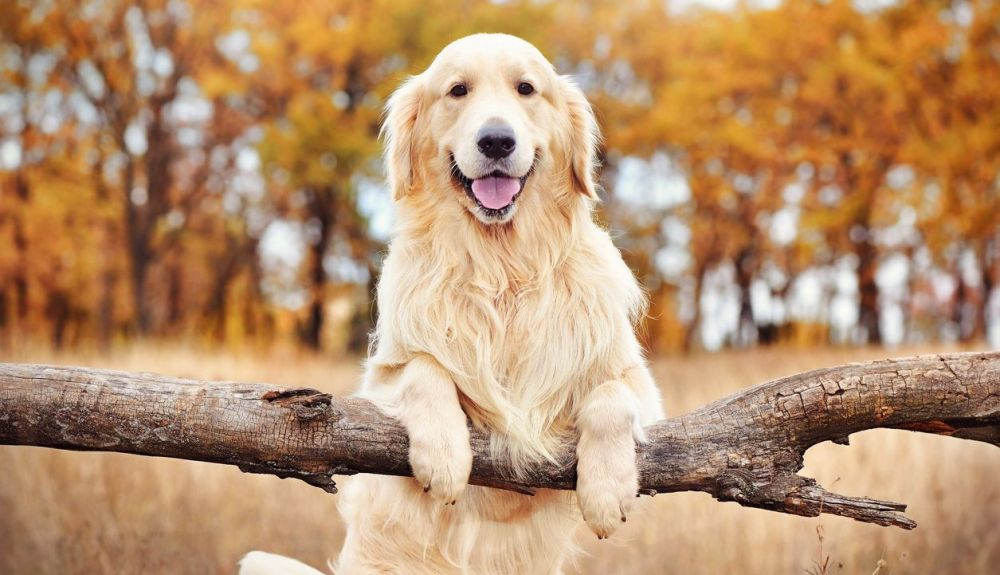 El Golden retriever es un perro muy afectuoso.