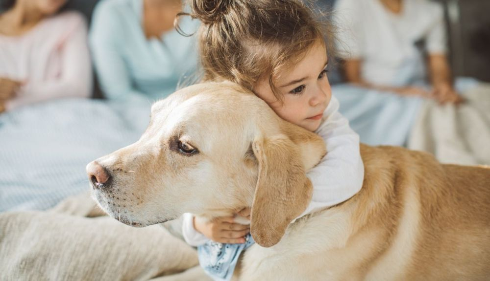 El labrador retriever es dulce, dócil e inteligente.