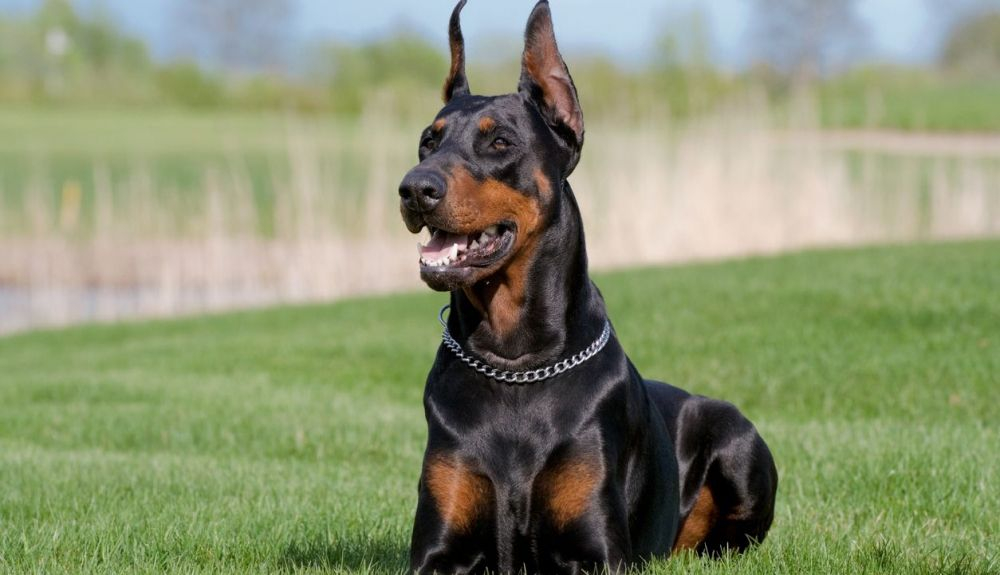 El doberman e sun perro muy elegante.
