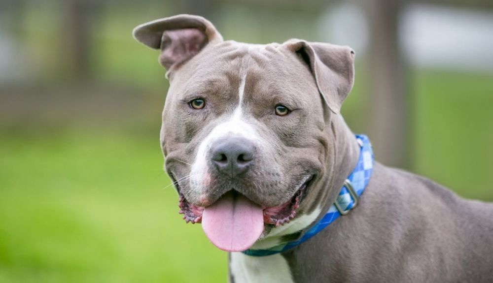 La raza Pitbull ha sido utilizada en pelea de perros.
