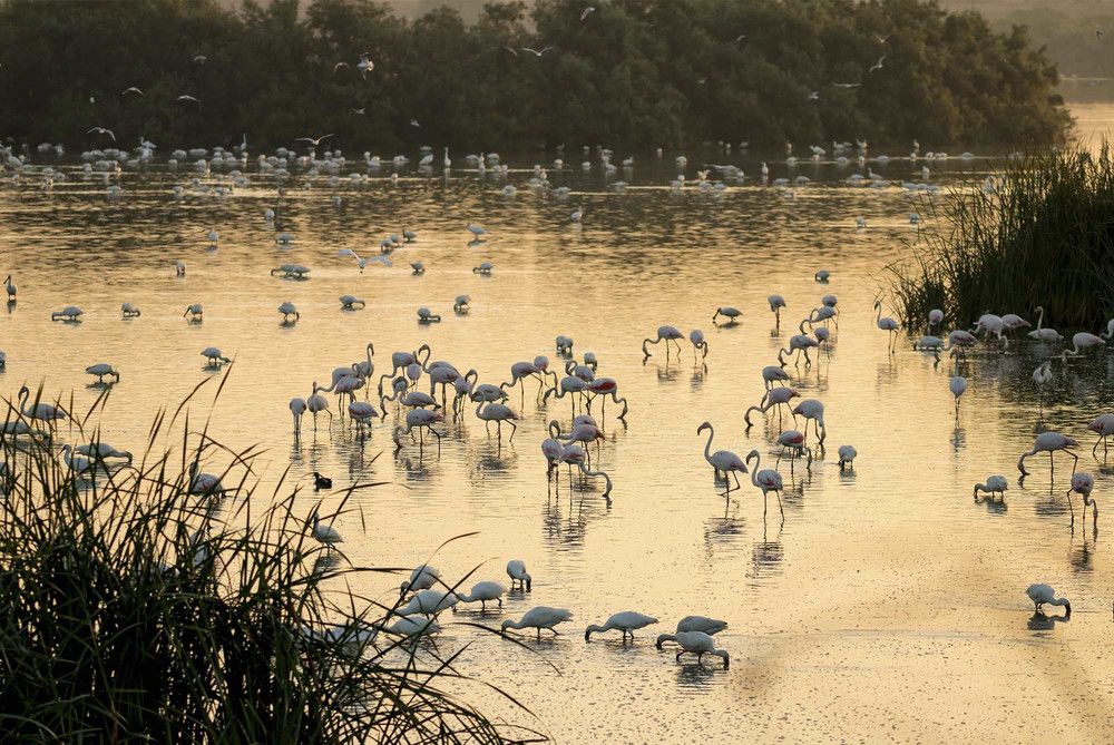 Parque Nacional de Doñana.