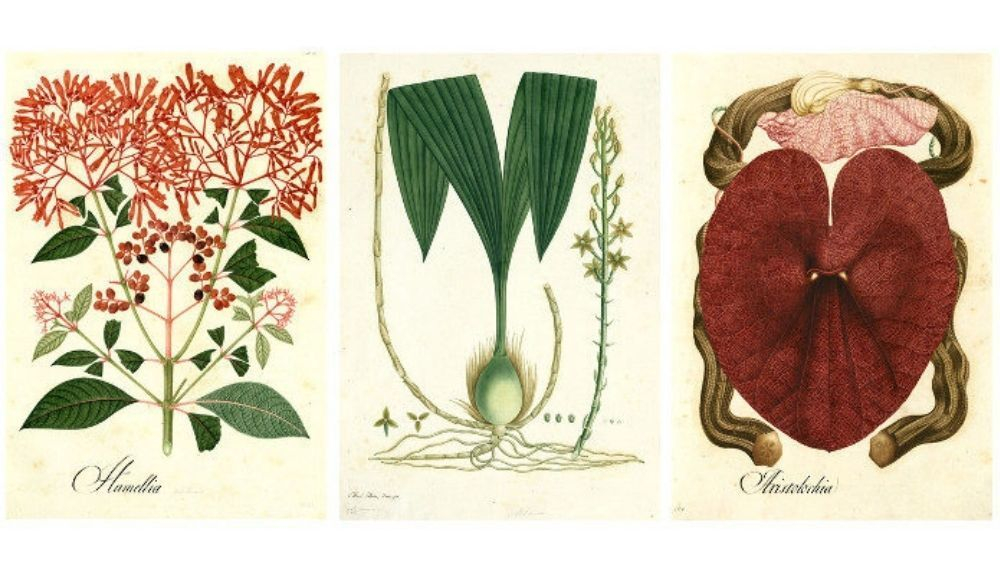 Se trata de una colección única y singular que nos acerca la diversidad vegetal colombiana Se trata de una colección única y singular que nos acerca la diversidad vegetal colombiana