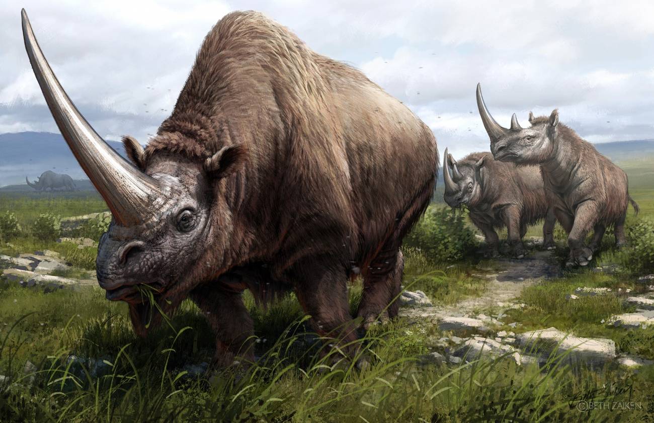 Reconstrucción artística de las tres especies de rinoceronte extinguidas. En primer plano se ve un elasmoterio o unicornio siberiano, y cerca dos rinocerontes de Merck. En el fondo, un rinoceronte lanudo. Imagen. Sinc.